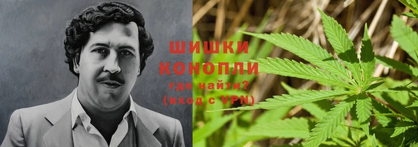 прущие грибы Белокуриха