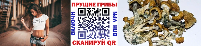 как найти наркотики  Нерюнгри  Псилоцибиновые грибы прущие грибы 